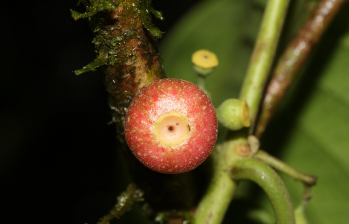 Punto de apertuta del fruto Siparuna thecophora</i>