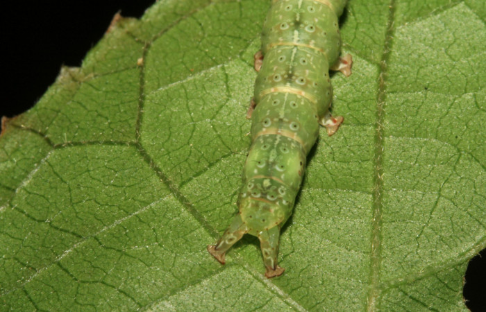 Cola en posición frontal de <i>Anomis directilinea</i> (Erebidae), U estadio. Sector San Cristóbal, Estación San Criatóbal. Voucher 09-SRNP-787-DHJ450383.jpg.