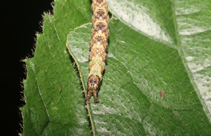 Cola en posición frontal de <i>Anomis directilinea</i> (Erebidae), U estadio. Sector San Cristóbal, Sendero Perdido. Voucher 18-SRNP-1943-DHJ705535.jpg.