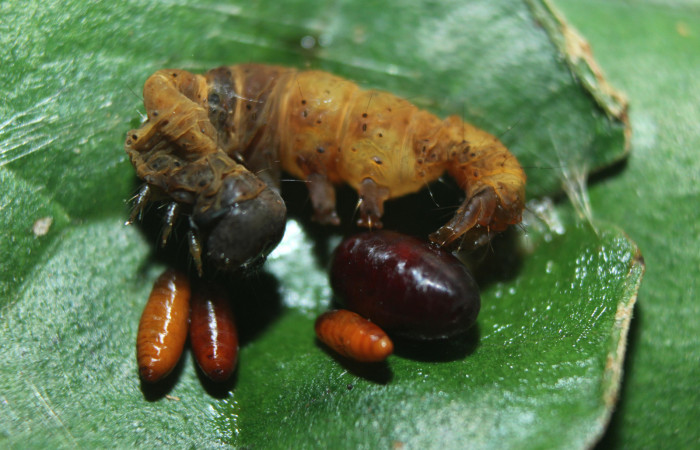 Puparios de <i>Eucelatoria</i> armigeraDHJ05 (Tachinidae), parásito en <i>Anomis directilinea</i> (Erebidae), U estadio. Sector Pitilla, Estación Quica . Voucher 16-SRNP-70225-DHJ732495.jpg.