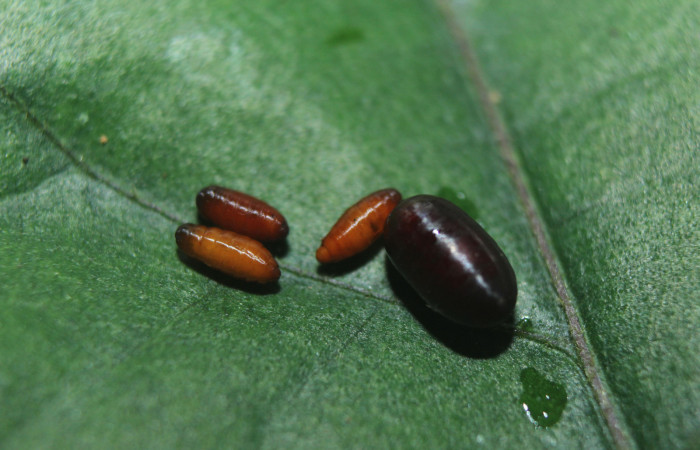 Puparios de <i>Eucelatoria</i> armigeraDHJ05 (Tachinidae), parásito en <i>Anomis directilinea</i> (Erebidae), U estadio. Sector Pitilla, Estación Quica . Voucher 16-SRNP-70225-DHJ732499.jpg.