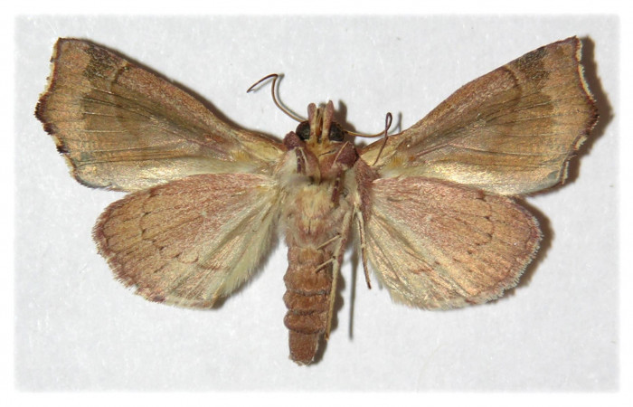 Adulto de <i>Anomis directilinea</i> (Erebidae) en posición ventral. Sector San Cristóbal, Estación  San Cristóbal. Voucher 02-SRNP-1908-DHJ312477.