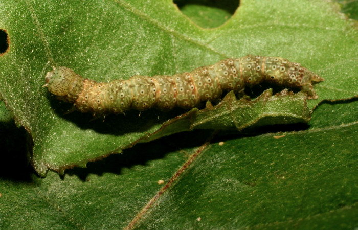 Larva en posición dorsal de <i>Anomis directilinea</i> (Erebidae), U estadio. Sector Pitilla, Medrano. Voucher 10-SRNP-70307-DHJ469013.jpg.