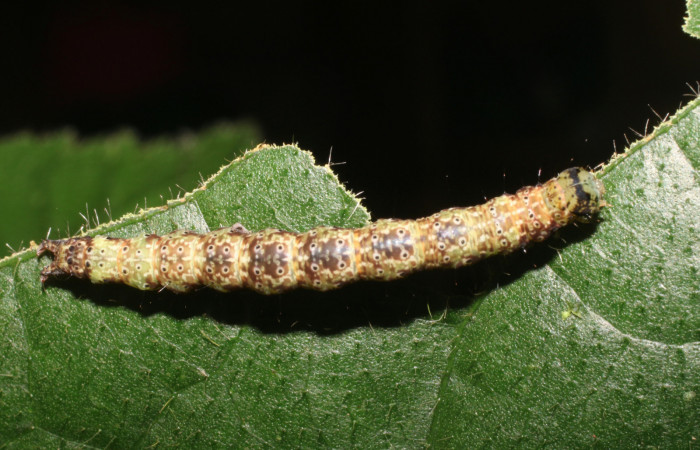 Larva en posición dorsal de <i>Anomis directilinea</i> (Erebidae), U estadio. Sector San Cristóbal, Sendero Perdido. Voucher 18-SRNP-1943-DHJ705537.jpg.