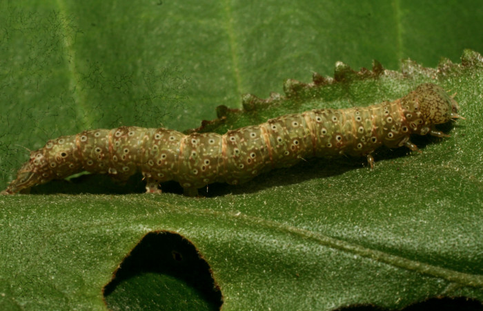 Larva en posición lateral de <i>Anomis directilinea</i> (Erebidae), U estadio. Sector Pitilla, Medrano. Voucher 10-SRNP-70307-DHJ469010.jpg.