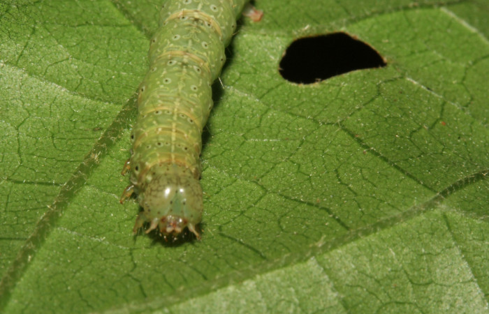 Cabeza en posición frontal de <i>Anomis directilinea</i> (Erebidae), U estadio. Sector San Cristóbal, Estación San Criatóbal. Voucher 09-SRNP-787-DHJ450388.jpg.