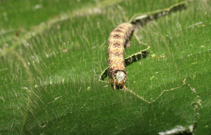 Cabeza en posición frontal de <i>Anomis directilinea</i> (Erebidae), U estadio. Sector San Cristóbal, Sendero Perdido. Voucher 18-SRNP-1943-DHJ705536.jpg.