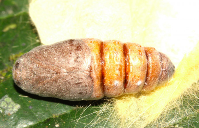Fig.12. Pupa de <i>Euglyphis asapha</i>. Voucher : 13-SRNP-30680-DHJ700852.jpg.