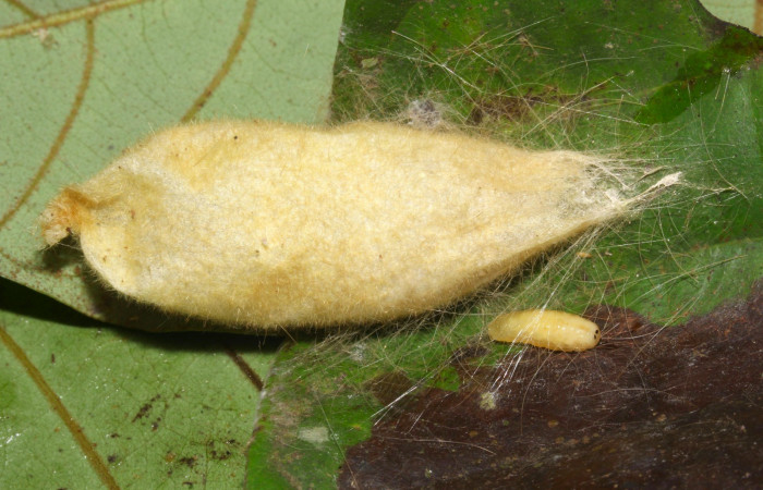 Fig.13. Capullo de <i>Euglyphis asapha</i>, con una larva parásito. Voucher : 17-SRNP-32270-DHJ740584.jpg 17SRNP-32270-DHJ740584.jpg.