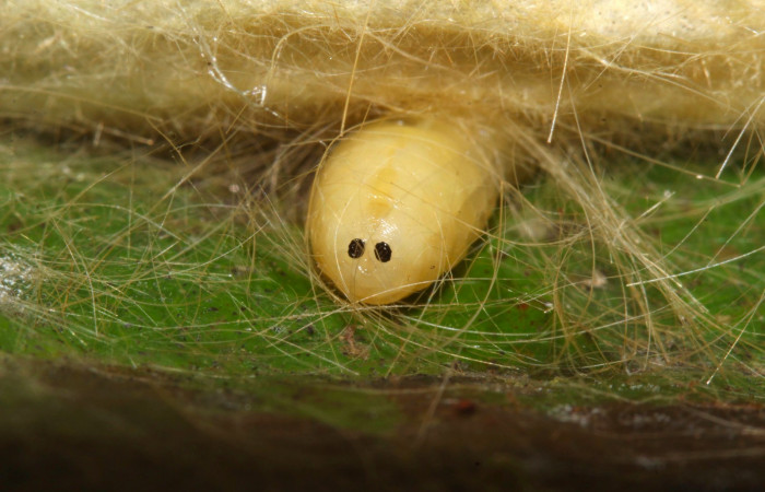 Fig.15. Larva parásito de la familia (Tachinidae), en <i>Euglyphis asapha</i>. Voucher : 17-SRNP-32270-DHJ740586.jpg.