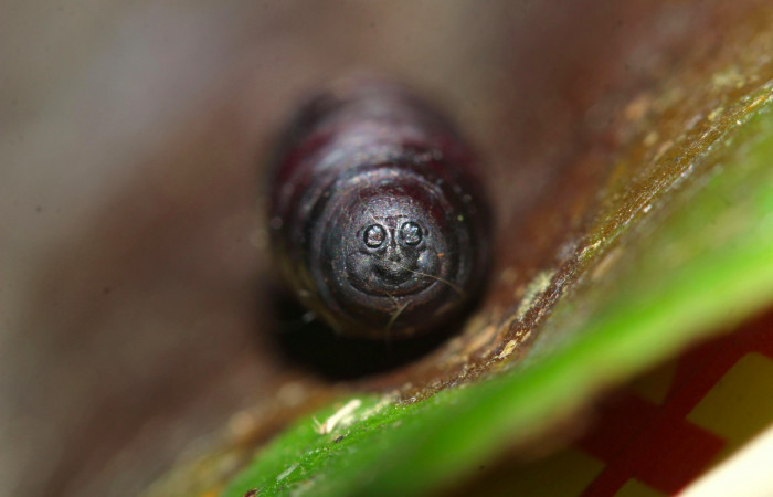 Fig.16. Pupario parásito de la familia (Tachinidae), en <i>Euglyphis asapha</i>. Voucher : 17-SRNP-32270-DHJ740593.jpg.