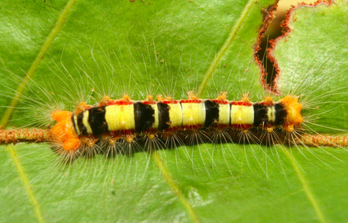 Fig.5. Larva de <i>Euglyphis asapha</i> en tercer estadio; vista dorsal. Voucher : 13-SRNP-71659-DHJ703307.jpg.