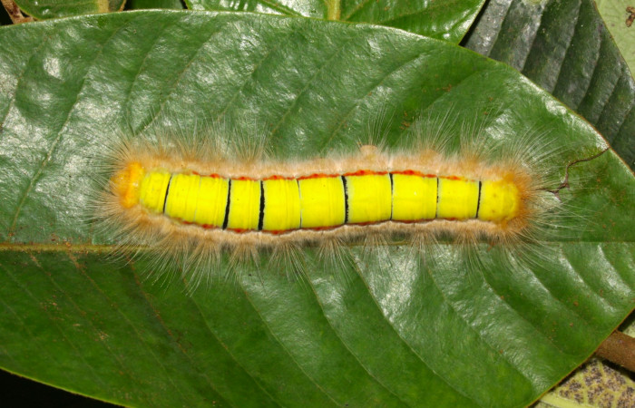 Fig 6. Larva de <i>Euglyphis asapha</i> en último; vista dorsal. Voucher : 13-SRNP-30680-DHJ700838.jpg.