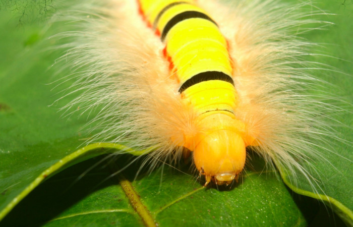 Fig.9. Mostrando cabeza de <i>Euglyphis asapha</i> en último. Voucher : 13-SRNP-71659-DHJ703338.jpg.