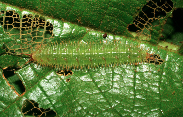 Figura 17. Larva <i>Macrosoma</i> tipulataDHJ02 (Hedylidae), último estadío (U) vista dorsal, localidad Sendero Monte Sele, Sector Pitilla  ACG (680m). Voucher: 06-SRNP-32390-DHJ413490.jpg.