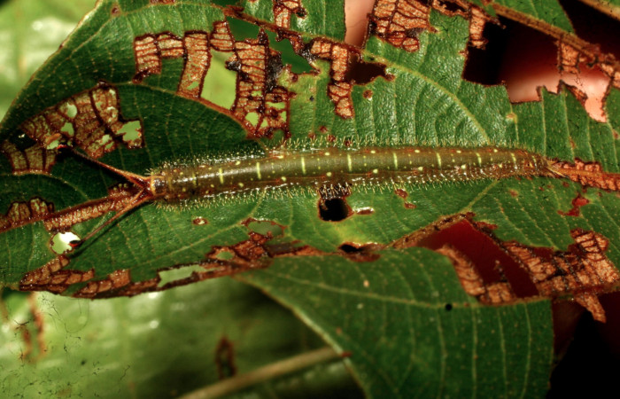 Figura 2. Larva <i>Macrosoma heliconiaria</i> (Hedylidae), penúltimo estadío (PU) vista posición sobre haz de la hoja y raspado de comido, localidad Pasmompa, Sector Pitilla ACG (440m). Voucher: 11-SRNP-32641-DHJ484270.jpg.