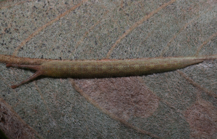 Figura 14. Larva <i>Macrosoma bahiata</i> (Hedylidae), último estadío (U) vista dorsal, localidad Estación Los Almendros, Sector El Hacha ACG (290m). Voucher: 13-SRNP-22942-DHJ710054.jpg.