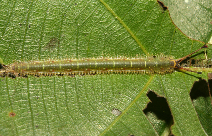 Figura 4. Larva <i>Macrosoma heliconiaria</i> (Hedylidae), último estadío (U) vista dorsal, localidad Medrano Estación Quica, Sector Pitilla ACG (380m). Voucher: 13-SRNP-70409-DHJ702119.jpg.
