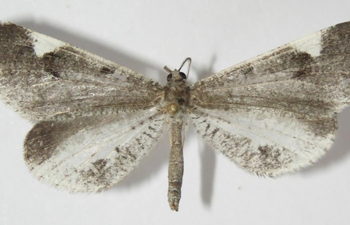 Figura 1. Adulto de <i>Macrosoma heliconiaria</i> (Hedylidae), vista dorsal, localidad Medrano Estación Quica, Sector Pitilla ACG (380m). Voucher: 13-SRNP-70410-DHJ570200.jpg.