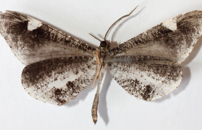 Figura 11. Adulto de <i>Macrosoma heliconiaria</i> (Hedylidae), hembra vista ventral, localidad Medrano Estación Quica, Sector Pitilla ACG (380m). Voucher: 13-SRNP-71596-DHJ590251.jpg.