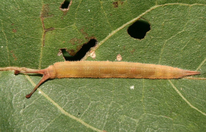 Figura 18. Larva <i>Macrosoma</i> rubedinariaDHJ02 (Hedylidae), último estadío (U) vista dorsal, localidad Bullas Estación Quica, Sector Pitilla  ACG (440m). Voucher: 14-SRNP-70348-DHJ722026.jpg.