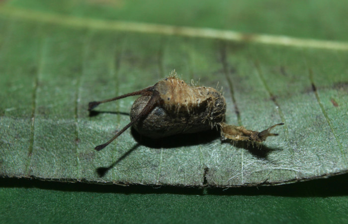 Figura 12. Capullo de parásito de nombre desconocido familia (Ichneumonidae) que ataca <i>Macrosoma heliconiaria</i> (Hedylidae), vista dorsal, localidad Calma Estación Quica, Sector Pitilla ACG (412m). Voucher: 15-SRNP-71210-DHJ727669.jpg.