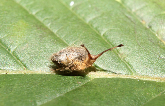 Figura 13. Capullo de parásito de nombre desconocido familia (Ichneumonidae) que ataca <i>Macrosoma heliconiaria</i> (Hedylidae), vista lateral, localidad Medrano Estación Quica, Sector Pitilla ACG (380m). Voucher: 17-SRNP-70739-DHJ737175.jpg.