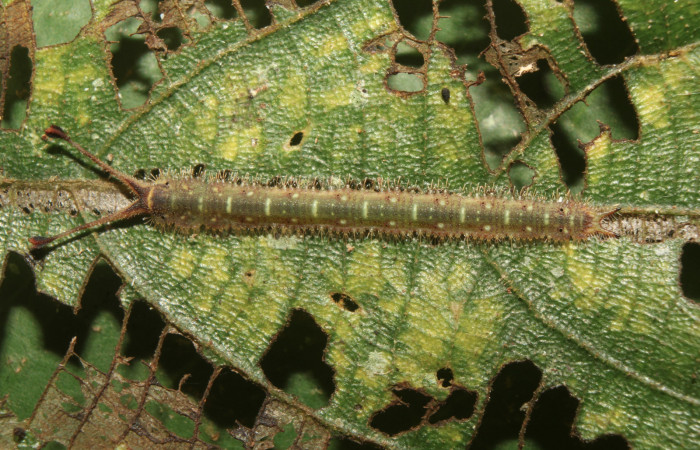 Figura 3. Larva <i>Macrosoma heliconiaria</i> (Hedylidae), penúltimo estadío (PU) vista dorsal, localidad Pasmompa, Sector Pitilla ACG (440m). Voucher: 20-SRNP-70250-DHJ752612.jpg.