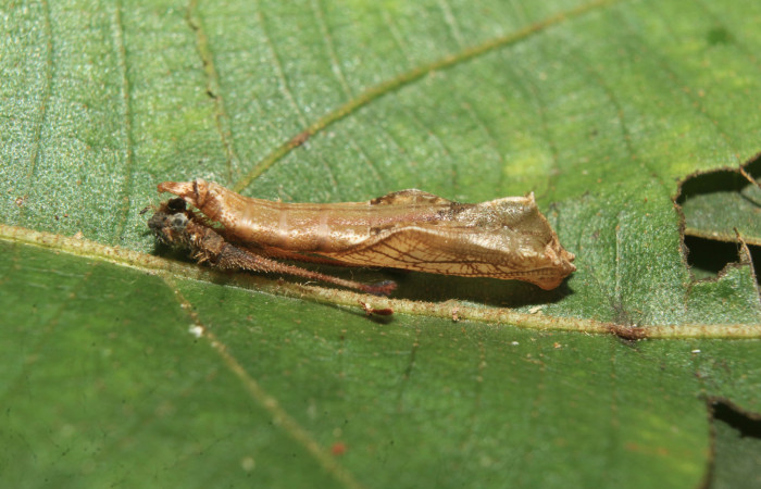 Figura 7. Pupa de <i>Macrosoma heliconiaria</i> (Hedylidae), vista lateral, localidad Pasmompa, Sector Pitilla ACG (440m). Voucher: 20-SRNP-70250-DHJ752656.jpg.