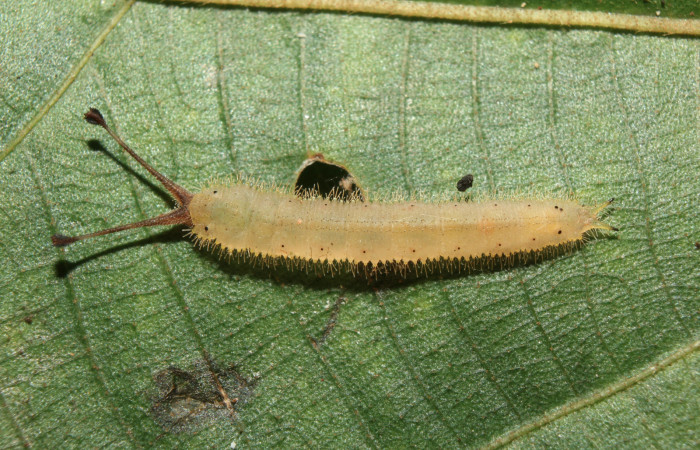 Figura 5. Larva <i>Macrosoma heliconiaria</i> (Hedylidae), en estado de prepupa vista dorsal, localidad Pasmompa, Sector Pitilla ACG (440m). Voucher: 20-SRNP-70359-DHJ752678.jpg.