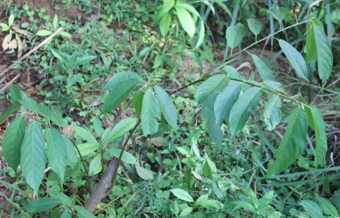 Figura 19. Planta hospedera y alimenticia de <i>Macrosoma heliconiaria</i> (Hedylidae), esta planta se llama <i>Apeiba membranacea</i> (Malvaceae), localidad Estación Quica Sector Pitilla ACG (470m), foto: Ricardo Calero 19 Marzo 2020.