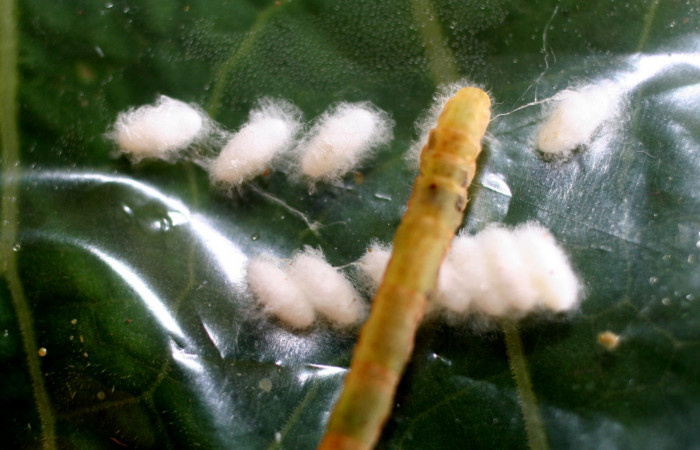 Figura 12. Capullos de parásito <i>Diolcogaster</i> Choi08 (Braconidae), en larva <i>Antapistis</i> Poole02 (Erebidae), y cadáver de larva. Sector Pitilla, Finca Santa Julia, (elevación 371 metros). 9 febrero 2009.(09-SRNP-30387-DHJ458127.JPG).