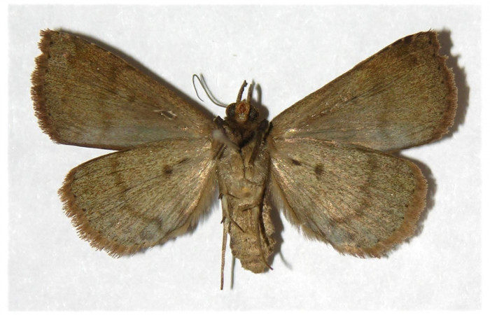 Figura 15. Adulto de <i>Antapistis</i> Poole02 (Erebidae), posición vista ventral.(01-SRNP-3459-DHJ317587.jpg).