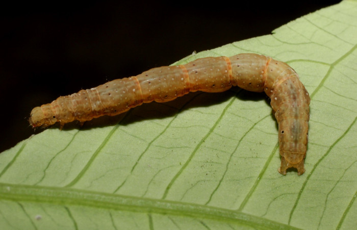 Figura 17. Larva en último estadio posición dorsal central <i>Antapistis</i> Poole02 (Erebidae), Sector Rincon Rain Forest, Sendero Venado,(elevación 420 metros). Colectada 26 enero 2009 por Pablo Umaña Calderon.(14-SRNP-44275-DHJ803322.JPG).