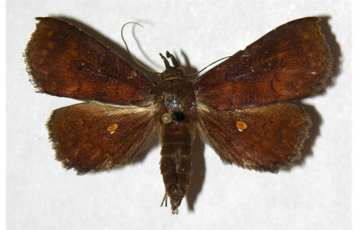 Figura 19. Adulto de <i>Antapistis</i> Poole09 (Erebidae), posición dorsal.(98-SRNP-6966-DHJ320734.jpg).