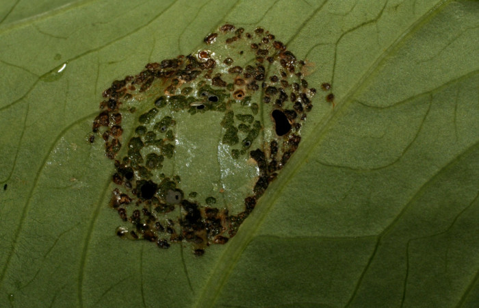 Figura 1. Hoja de planta <i>Colocacia esculenta</i> (indroduced), comida por la larva <i>Antapistis</i> Poole02 (Erebidae). Sector Pitilla, Finca Santa Julia, (elevación 371 metros). Colectada 17 febrero 2009 por Calixto Moraga.(09-SRNP-30496-DHJ458159.jpg).