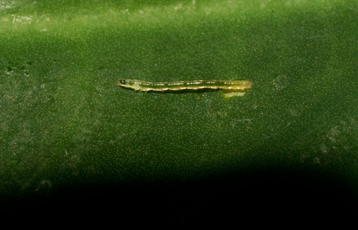 Figura 2. Lateral entero <i>Antapistis</i> Poole02 (Erebidae), Sector Pitilla, Finca Santa Julia, (elevación 371 metros). Colectada 17 febrero 2009 por Calixto Moraga.(09-SRNP-30496-DHJ458158.JPG).