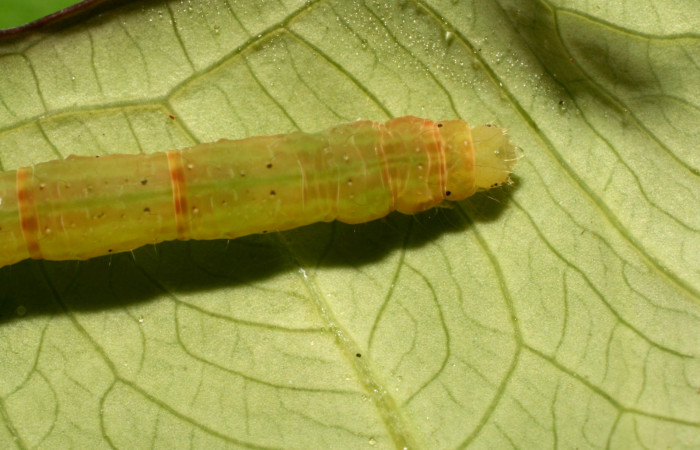 Figura 6. Dorsal tórax <i>Antapistis</i> Poole02 (Erebidae), Sector Pitilla, Pasmompa, (elevación 440 metros). Colectada 26 enero 2009 por Calixto Moraga.(09-SRNP-30170-DHJ450941.JPG).