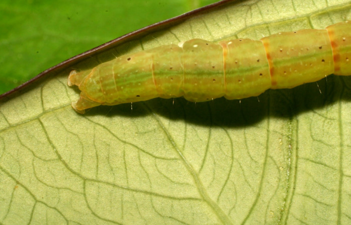 Figura 7. Parte posterior <i>Antapistis</i> Poole02 (Erebidae), Sector Pitilla, Pasmompa,(elevación 440 metros). Colectada 26 enero 2009 por Calixto Moraga.(09-SRNP-30170-DHJ450943.JPG).