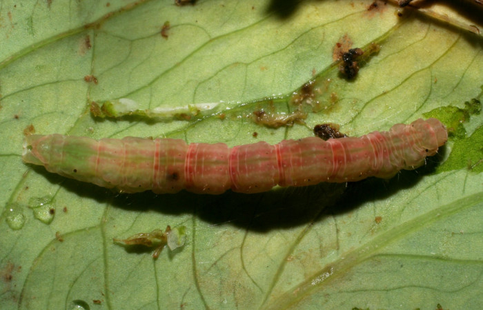 Figura 9.Prepupa posición dorsal <i>Antapistis</i> Poole02 (Erebidae), Sector Pitilla, Finca Santa Julia, (elevación 371 metros). Colectada 26 enero 2009 por Calixto Moraga.(09-SRNP-30368-DHJ451083.JPG).