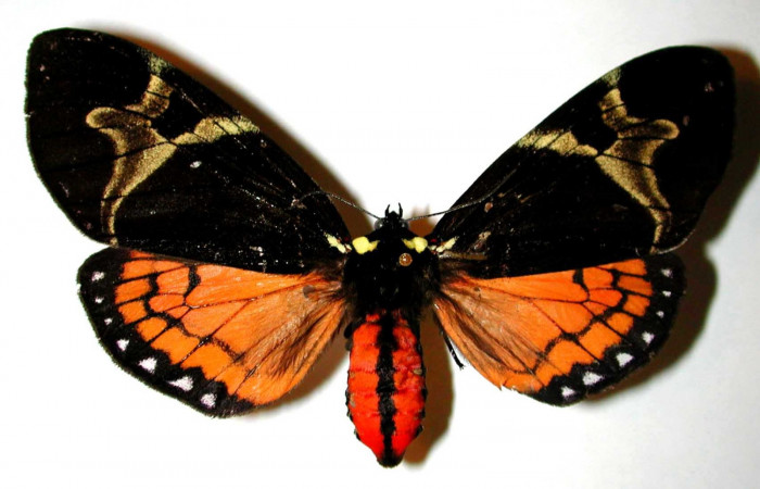 Figura. 10 Adulto <i>Dysschema magdala</i> (Erebidae), vista dorsal. (00-SRNP-9205-DHJ38432.jpg).