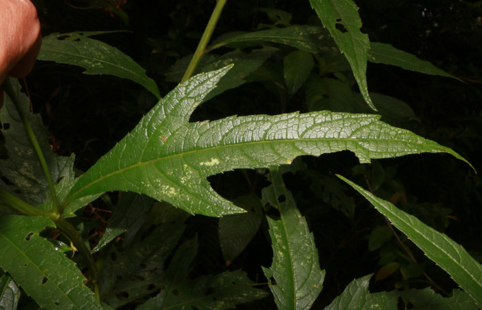 Figura. 3 Hoja <i>Neurolaena lobata</i>, (Asteraceae). Area de Conservación Guanacaste, Sector Rincón Rain Forest, Estación Leiva, Cafecito, (elevación 455 metros).Colectada el 01 Abril 2020. Foto, Jorge Hernández.