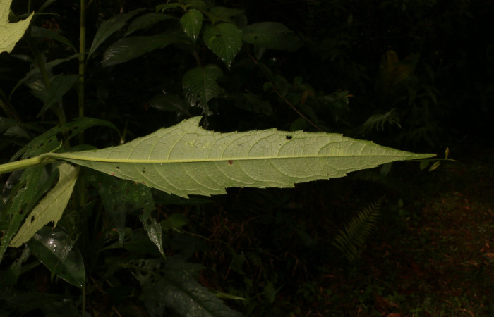 Figura. 4 Envés <i>Neurolaena lobata</i>, (Asteraceae). Area de Conservación Guanacaste, Sector Rincón Rain Forest, Estación Leiva, Cafecito, (elevación 455 metros). Colectada el 01 Abril 2020. Foto, Jorge Hernández.