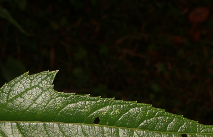 Figura. 5 Margen <i>Neurolaena lobata</i>, (Asteraceae). Area de Conservación Guanacaste, Sector Rincón Rain Forest, Estación Leiva, Cafecito, (elevación 455 metros).Colectada el 01 Abril 2020. Foto, Jorge Hernández.