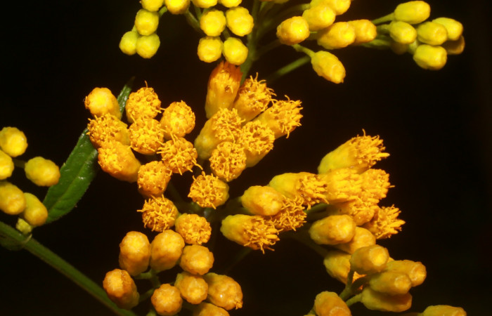 Figura. 7 Flor de frente <i>Neurolaena lobata</i>, (Asteraceae). Area de Conservación Guanacaste, Sector Rincón Rain Forest, Estación Leiva, Cafecito, (elevación 455 metros). Colectada el 01 Abril 2020. Foto, Jorge Hernández.