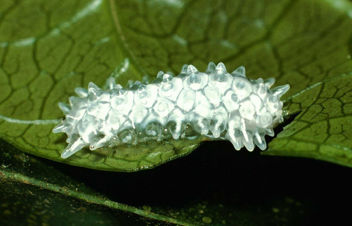Figura 2. <i>Acraga hamata</i> (Dalceridae). Último estadio posición lateral. Sector Cacao, Sendero Toma Agua. Voucher 01-SRNP-6494-DHJ63551.jpg.