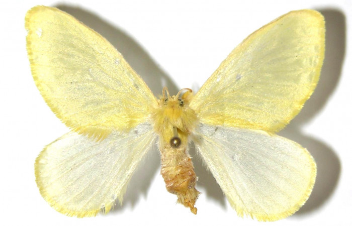 Figura 8. Adulto hembra, <i>Acraga hamata</i> (Dalceridae). Vista dorsal. Voucher 03-SRNP-23694-DHJ329738.jpg.
