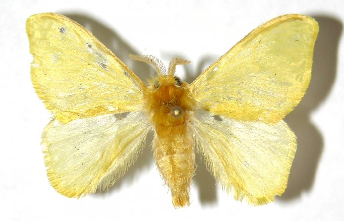 Figura 1. Adulto macho de <i>Acraga hamata</i> (Dalceridae). Vista dorsal. Voucher 03-SRNP-3756-DHJ329740.jpg.