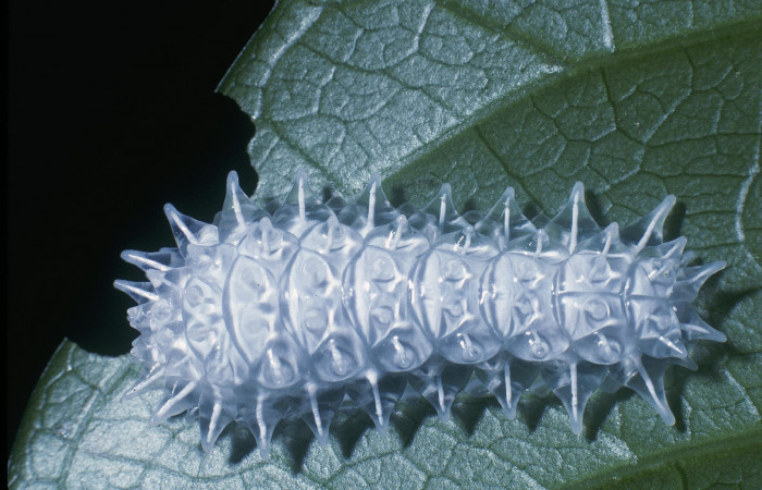 Figura 4. <i>Acraga hamata</i> (Dalceridae). Último estadio posición dorsal, Sector Cacao Cerro Pedregal. Voucher 04-SRNP-35181-DHJ82821.jpg.