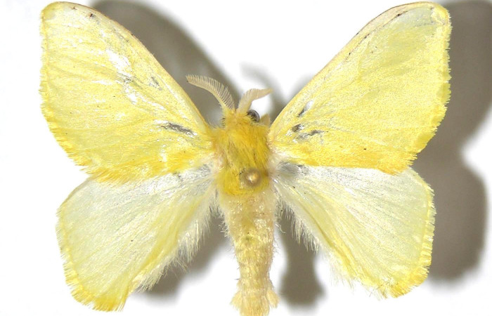 Figura 10. Adulto macho, <i>Acraga hamata</i> (Dalceridae). Vista dorsal. Voucher. 04-SRNP-35926-DHJ329728.jpg.